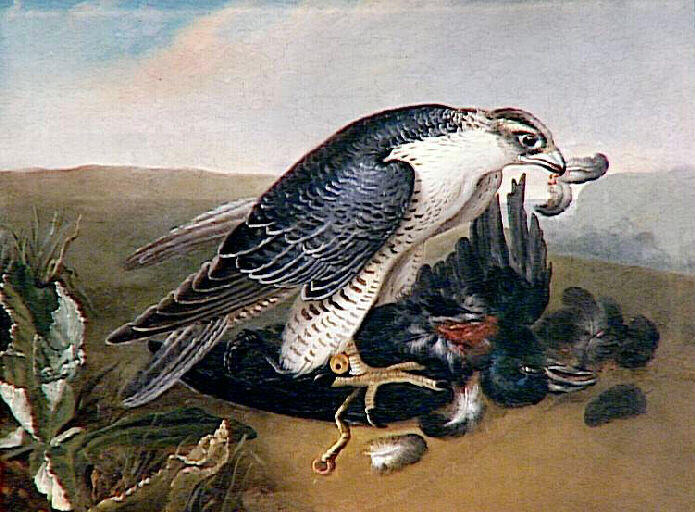 Faucon dévorant une proie (un corbeau), Nicasius Bernaerts, 17e siècle