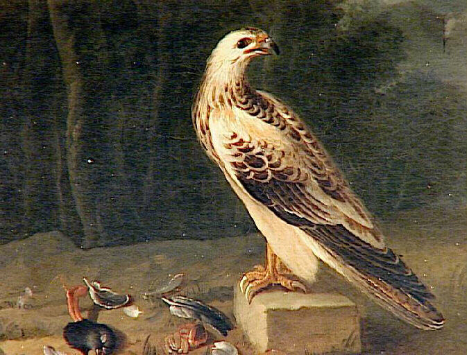 Vautour avec débris d'oiseaux_0