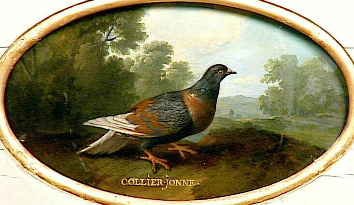 Pigeon à collier jaune, 18e siècle