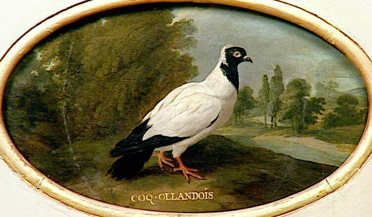Pigeon coq hollandais, 18e siècle