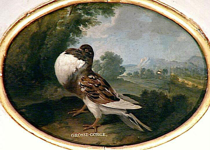 Pigeon à grosse gorge, 18e siècle
