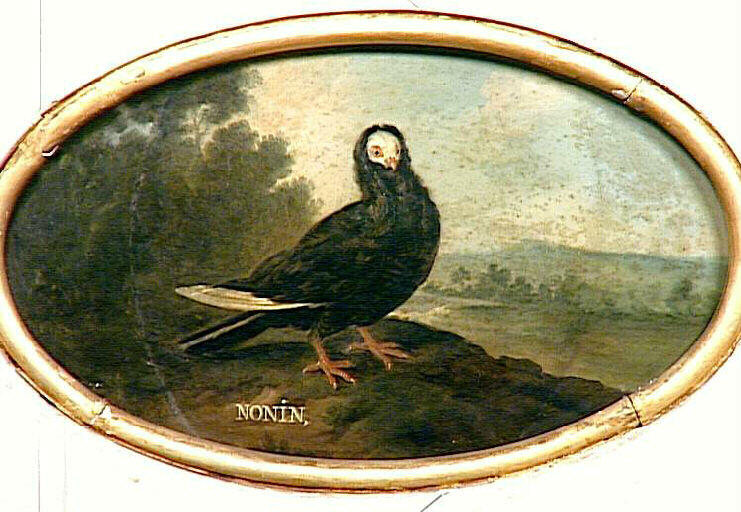 Pigeon Nonain, 18e siècle