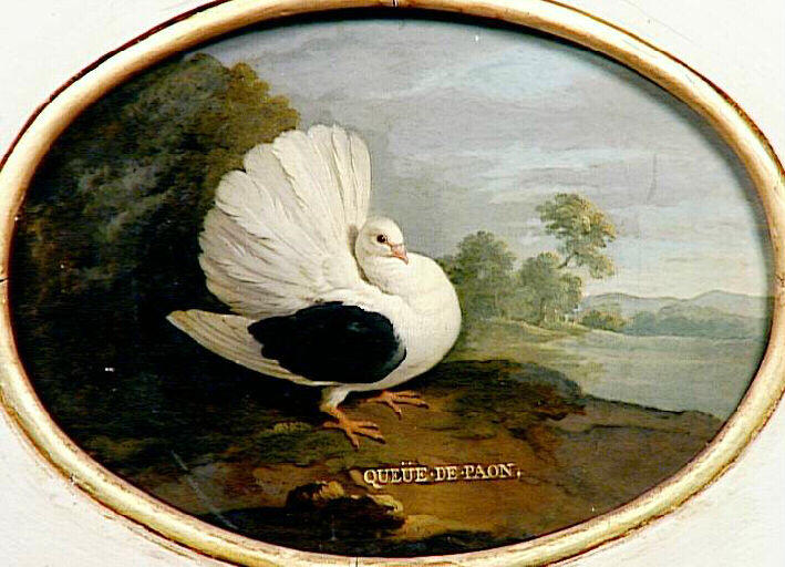 Pigeon 'queue de paon', 18e siècle