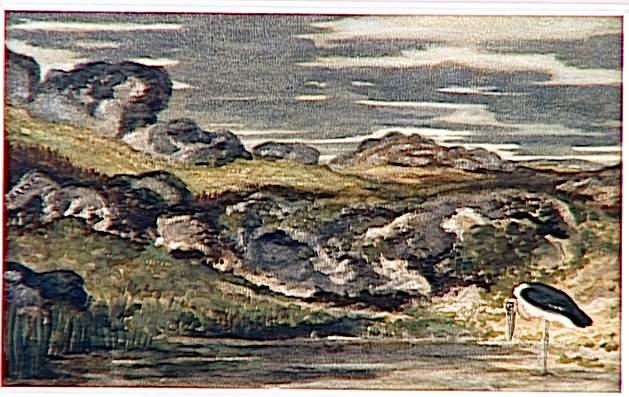 Marabout dans un lac_0