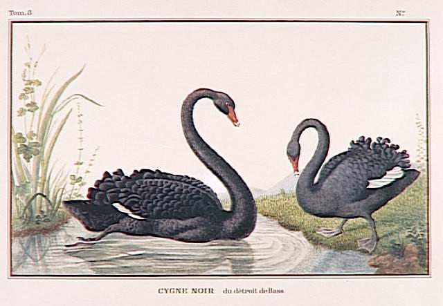 Cygnes noirs du détroit de Bass, Pierre Dandelot, 1806