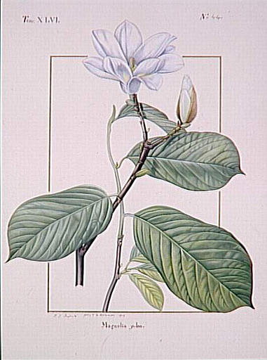 Magnolia Yulan_0