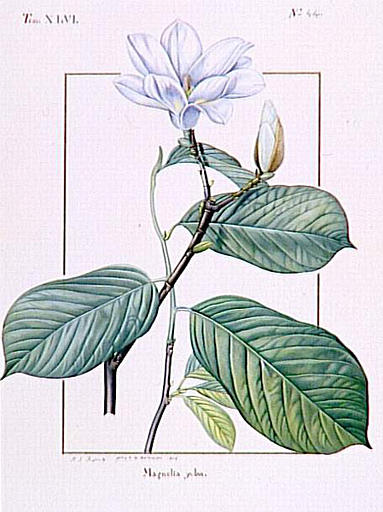 Magnolia Yulan_1