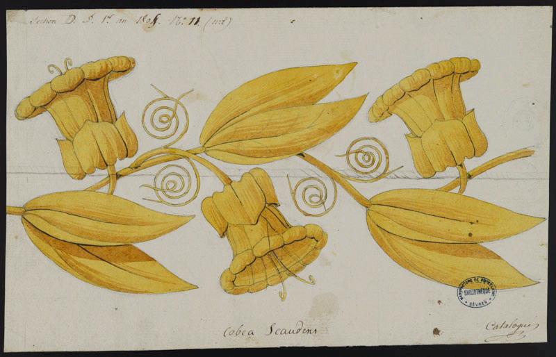 Eléments décoratifs [Ornement, frise fleurs], Alexandre Théodore Brongniart, 1805