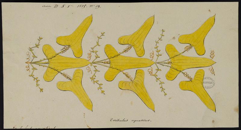 Eléments décoratifs [Ornement, frise fleurs], Alexandre Théodore Brongniart, 1805