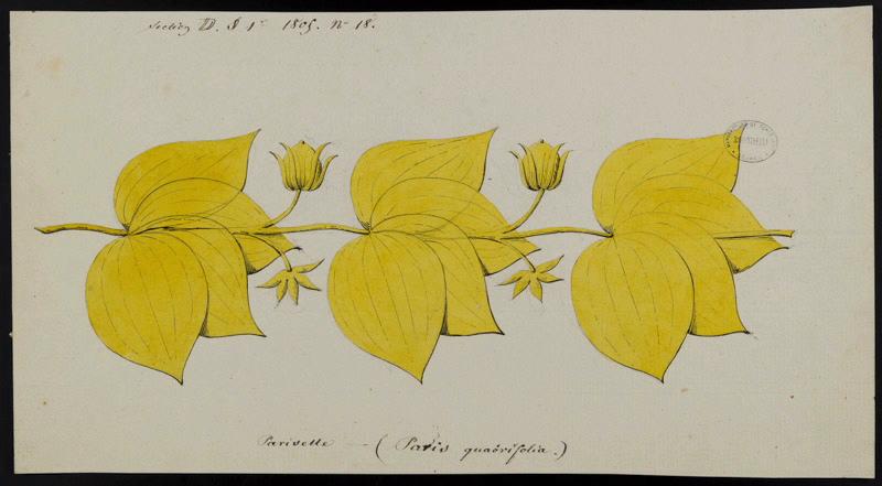 Eléments décoratifs [Ornement, frise fleurs], Alexandre Théodore Brongniart, 1805