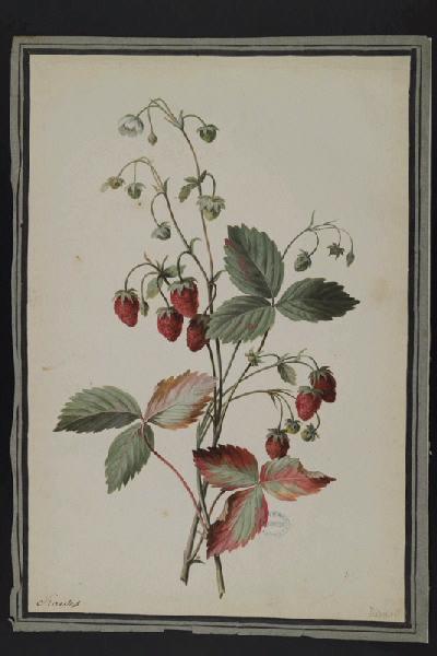 Elément décoratif [Fruits], Пьер-Жозеф Редуте