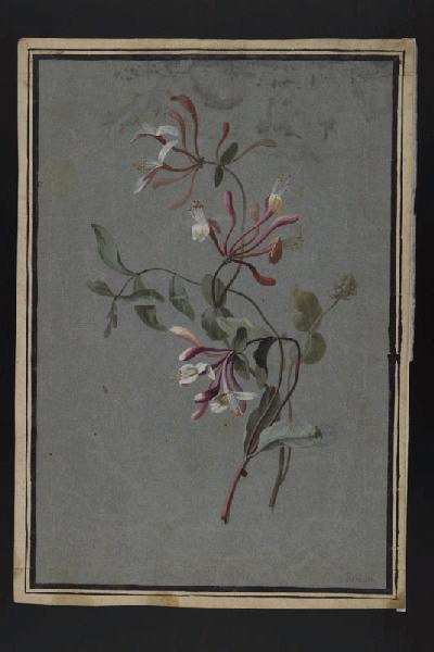 Elément décoratif [Fleurs], Pierre Joseph Redoute, 4e quart 18e siècle, 1er quart 19e siècle