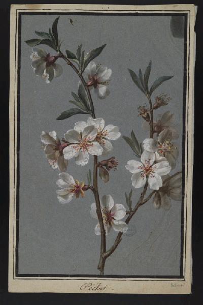 Elément décoratif [Fruits], Pierre Joseph Redoute, 4e quart 18e siècle, 1er quart 19e siècle
