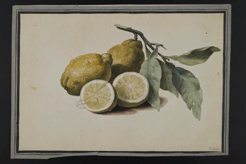 Elément décoratif [Fruits], Pierre Joseph Redoute, 4e quart 18e siècle, 1er quart 19e siècle