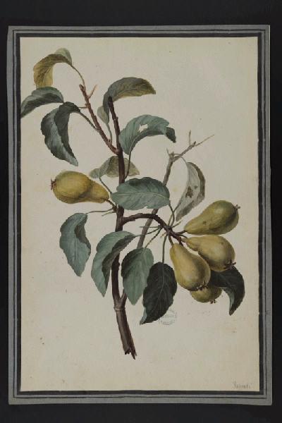 Elément décoratif [Fruits], Pierre Joseph Redoute, 4e quart 18e siècle, 1er quart 19e siècle