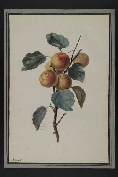Elément décoratif [Fruits], Pierre Joseph Redoute, 4e quart 18e siècle, 1er quart 19e siècle