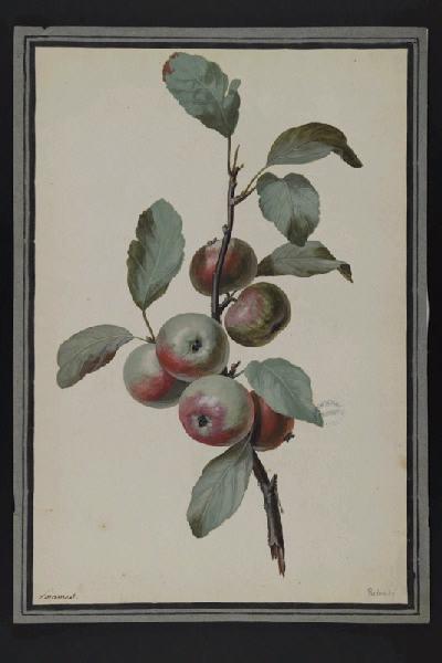 Elément décoratif [Fruits], Pierre Joseph Redoute, 4e quart 18e siècle, 1er quart 19e siècle
