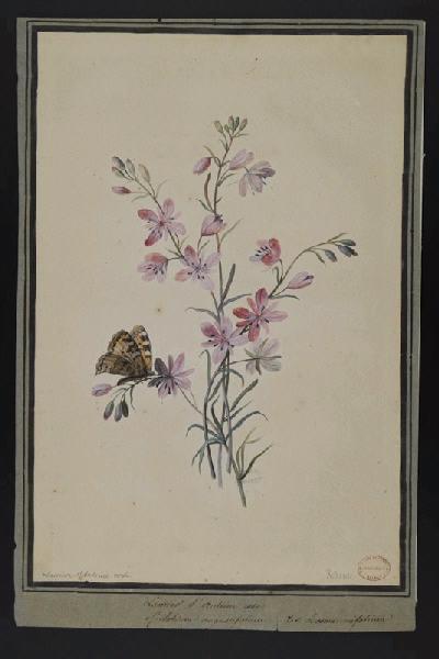 Elément décoratif [Fleurs], Pierre Joseph Redoute, 4e quart 18e siècle, 1er quart 19e siècle