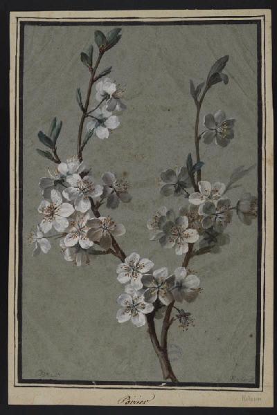 Elément décoratif [Fleurs], Pierre Joseph Redoute, 4e quart 18e siècle, 1er quart 19e siècle