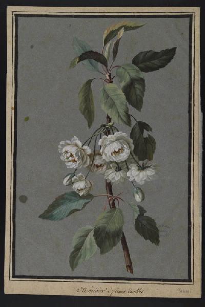 Elément décoratif [Fleurs], Pierre Joseph Redoute, 4e quart 18e siècle, 1er quart 19e siècle