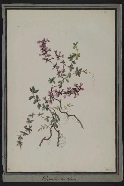Elément décoratif [Fleurs], Pierre Joseph Redoute, 4e quart 18e siècle, 1er quart 19e siècle