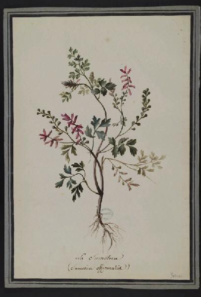 Elément décoratif [Fleurs], Pierre Joseph Redoute, 4e quart 18e siècle, 1er quart 19e siècle