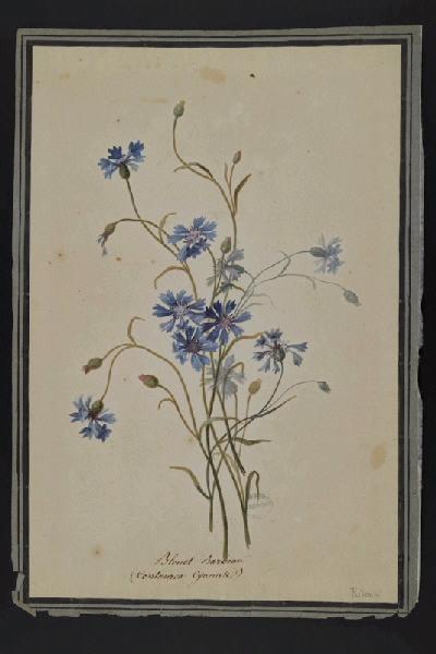 Elément décoratif [Fleurs], Пьер-Жозеф Редуте