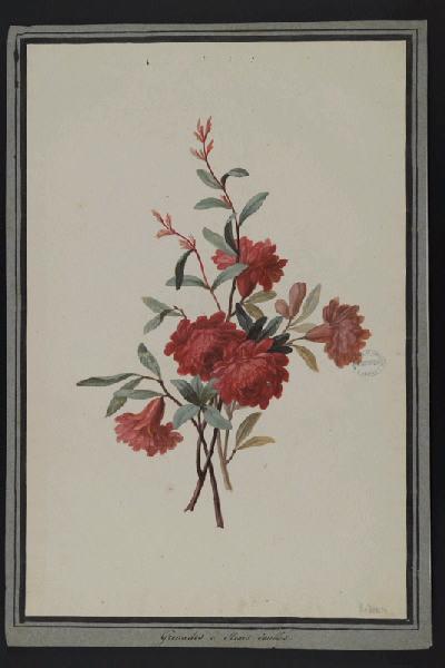 Elément décoratif [Fleurs], Pierre Joseph Redoute, 4e quart 18e siècle, 1er quart 19e siècle