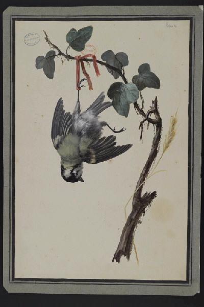 Elément décoratif [Oiseau], Pierre Joseph Redoute, 4e quart 18e siècle, 1er quart 19e siècle