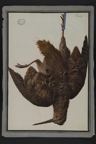 Elément décoratif [Oiseau], Pierre Joseph Redoute, 4e quart 18e siècle, 1er quart 19e siècle