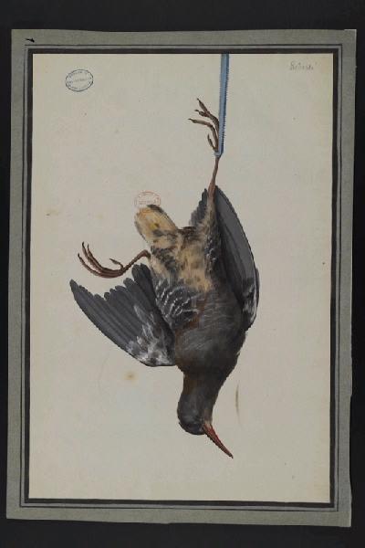Elément décoratif [Oiseau], Pierre Joseph Redoute, 4e quart 18e siècle, 1er quart 19e siècle