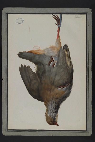 Elément décoratif [Oiseau], Пьер-Жозеф Редуте