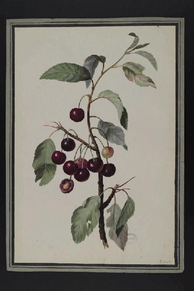 Elément décoratif [Fruits], Pierre Joseph Redoute, 4e quart 18e siècle, 1er quart 19e siècle