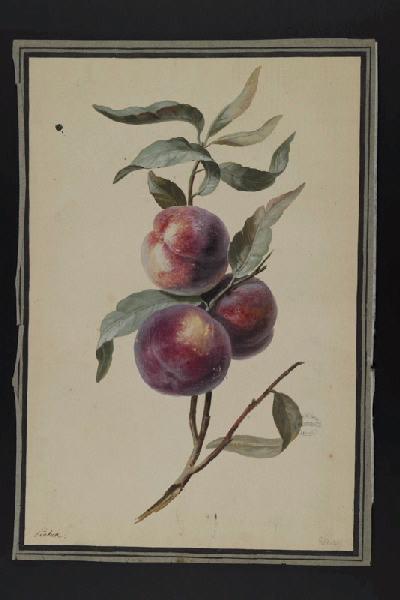 Elément décoratif [Fruits], Пьер-Жозеф Редуте