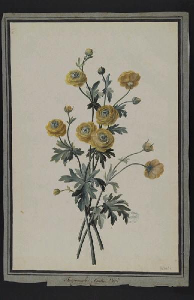 Elément décoratif [Fleurs], Pierre Joseph Redoute, 4e quart 18e siècle, 1er quart 19e siècle