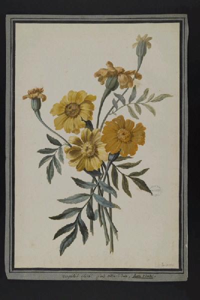 Elément décoratif [Fleurs], Pierre Joseph Redoute, 4e quart 18e siècle, 1er quart 19e siècle