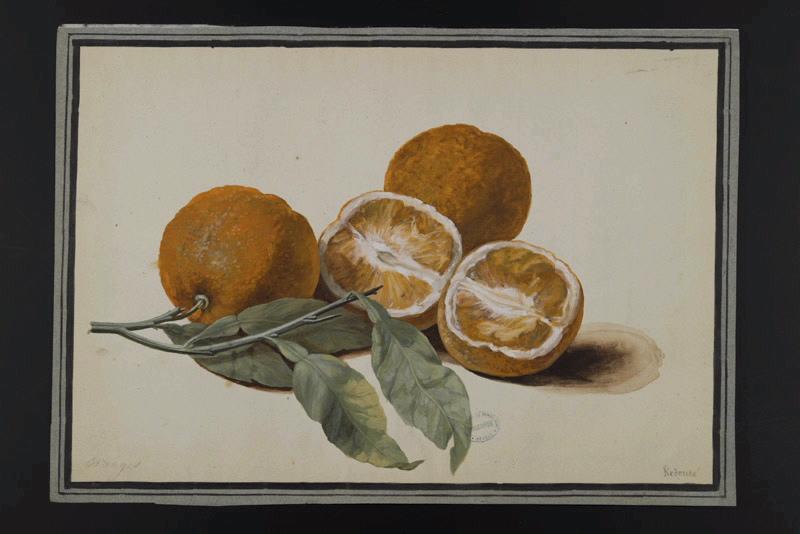 Elément décoratif [Fruits], Pierre Joseph Redoute, 4e quart 18e siècle, 1er quart 19e siècle