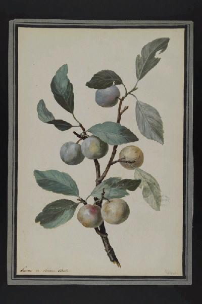 Elément décoratif [Fruits], Pierre Joseph Redoute, 4e quart 18e siècle, 1er quart 19e siècle