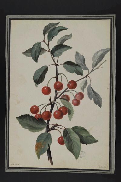 Elément décoratif [Fruits], Pierre Joseph Redoute, 4e quart 18e siècle, 1er quart 19e siècle