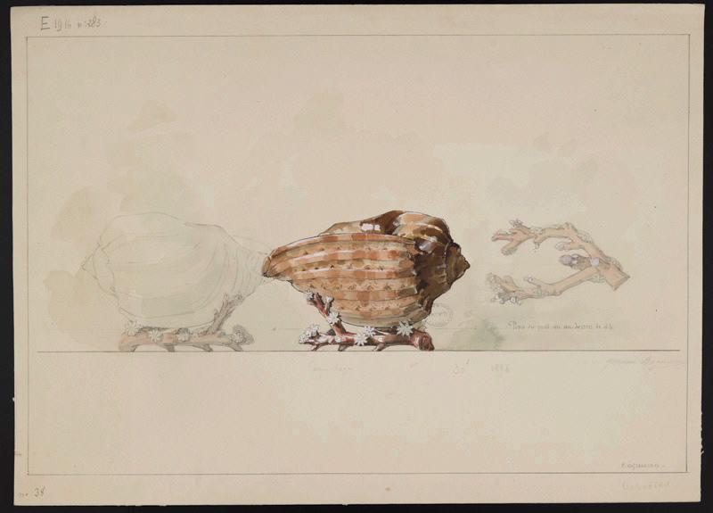 Coquillages, Jeanne Leroux, 1896