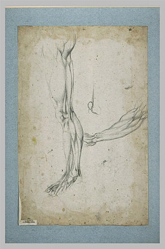 Etude de musculature d'une jambe et d'un bras ; détail d'une articulation_0