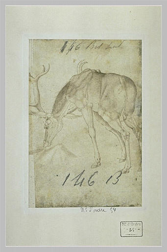 Etude d'un cerf, la tête baissée et tournée vers la gauche_0