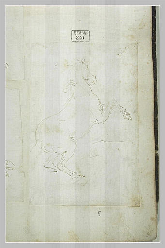 Cheval cabré, vu de dos_0