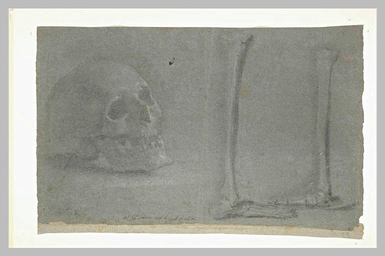 Etude d'un crâne, de deux tibias et de l'ossature du pied_0