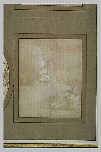Etude d'un agneau, et d'une tête d'agneau_0