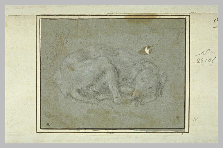 Chien dormant, roulé sur lui-même_0