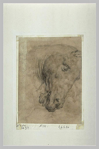 Tête de cheval_0