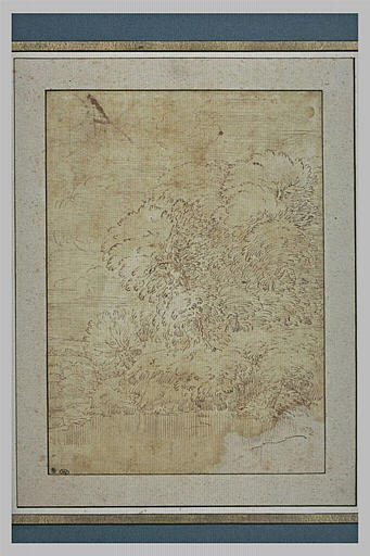 Paysage : arbres et arbustes bordant un étang_0