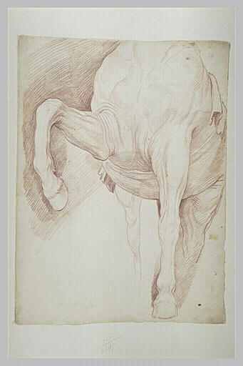 Le poitrail et les deux jambes de devant d'un cheval_0