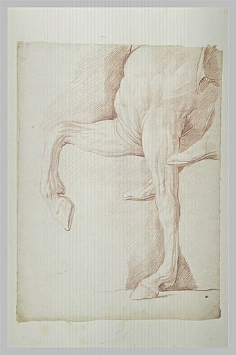 Le poitrail et les deux jambes de devant d'un cheval tourné à gauche_0